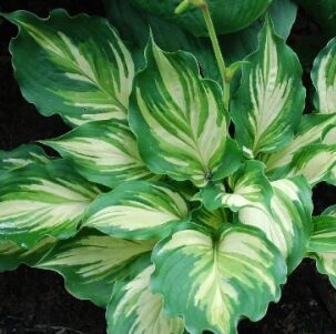 Hosta 'Lakeside Paisley Print'